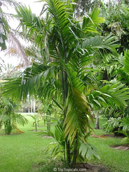 Triandra palm,trunk,اریکا پالم وحشی,نخل وحشی,اریکا تریاندرا
